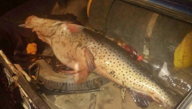 25 kilitos. El surubí había sido pescado un rato antes en el río Uruguay.