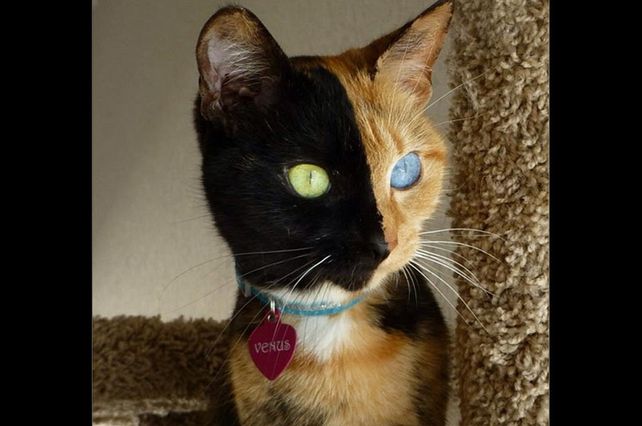 Venus, la gata de dos caras
