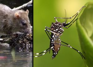 Radiografía del dengue y la leptospirosis en el Gran Santa Fe: las revelaciones de un estudio que llevó tres años de trabajo