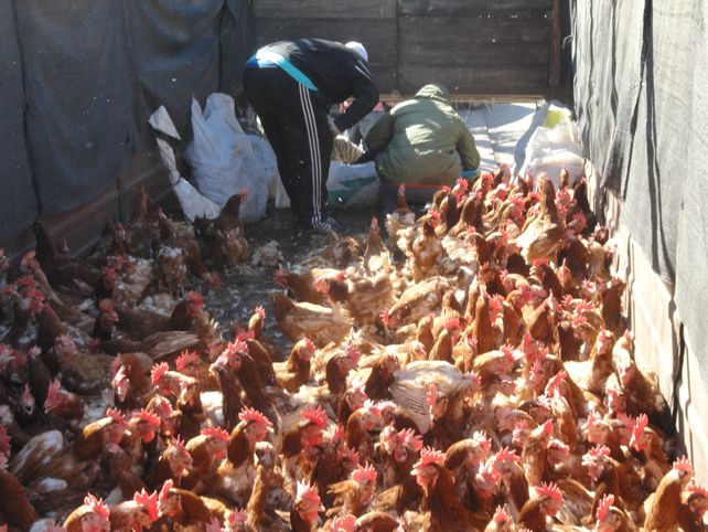 El traslado. Los animales fueron llevados hasta el frente de la comuna en un acoplado de campo.&nbsp;