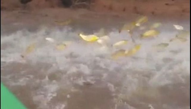 Lluvia de dorados. El cardumen fue registrado por un usuario de Instagram.