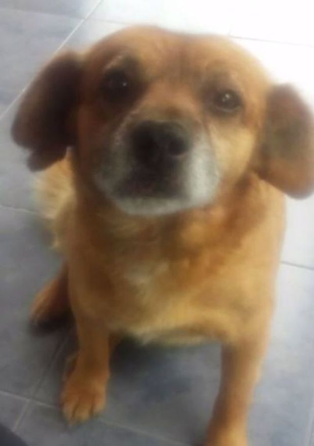 Continúan los brutales ataques a animales: cortan a un callejero a la mitad