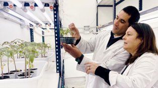 Investigadores del Conicet buscan desarrollar cervezas con propiedades beneficiosas para la salud