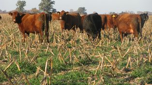 Se esfumaron más de 100 vacas en un campo santafesino: la pérdida supera los $145 millones