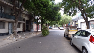 Alarma en barrio Abasto. El enorme panal de avispas quedó suspendido en una rama sobre el pavimento&nbsp;