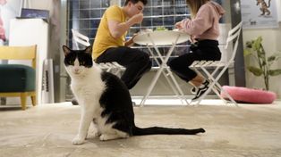 Gatogasinos: un bar de nicho único en Rosario 