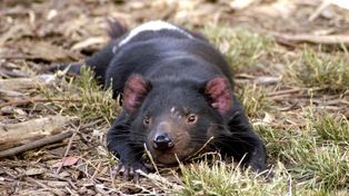El demonio de Tasmania, un marsupial clave para eliminar las superbacterias