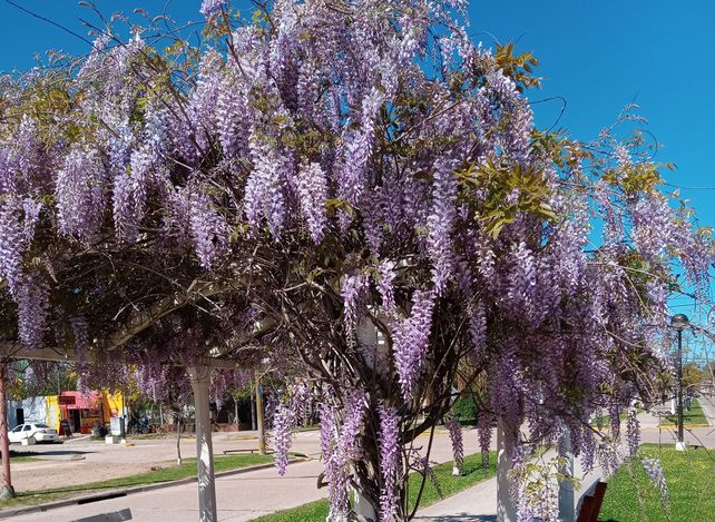 Pérgolas. Bella conjunción de especies y diseño urbano alrededor de las glicinas