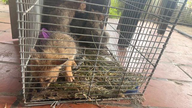 Cuatro zorros bebé fueron rescatados por un pescador en la zona de Estancia Santa Rosa en Roldán