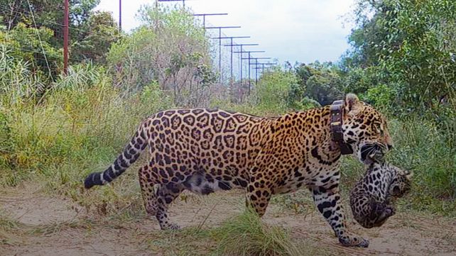 En los esteros del Iberá nacieron dos yaguaretés silvestres