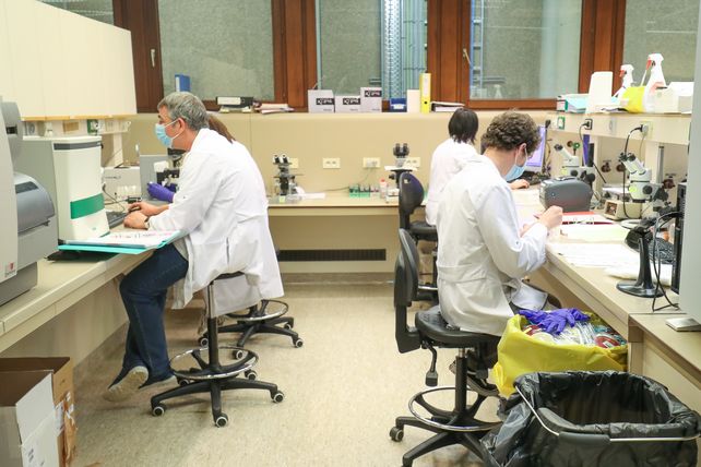Científicos de Holanda y Bélgica detectaron casos