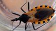 Chagas en Entre Ríos: la conexión con provincias vecinas exige mantener la alerta sanitaria