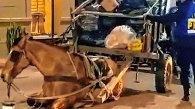 Concepción del Uruguay: secuestraron un caballo tras un presunto caso de maltrato animal.