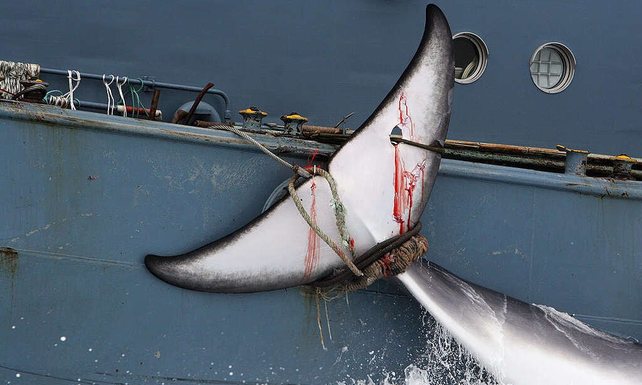 Una ballena capturada por un barco japonés