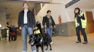 Los ciegos ya podrán viajar con sus perros guía en el transporte público