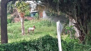 Concepción del Uruguay: denuncian abandono y basura en terreno urbano.