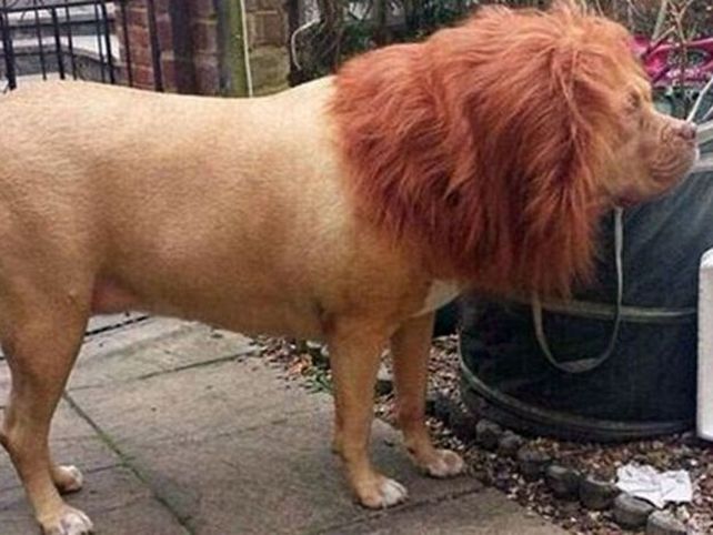Para ahuyentar vecinos y ladrones disfrazó de león a su perro