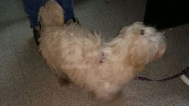 Detuvieron a dos delincuentes que abusaron a dos mujeres y les robaron el perro
