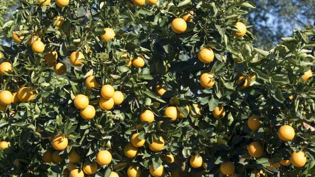 Se derrumbó la exportación y sobra fruta en los citrus de los campos  entrerrianos