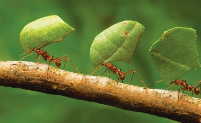 El biólogo que con su estudio sobre las hormigas pronosticó la ola de calor, ahora prevé períodos de fuertes lluvias