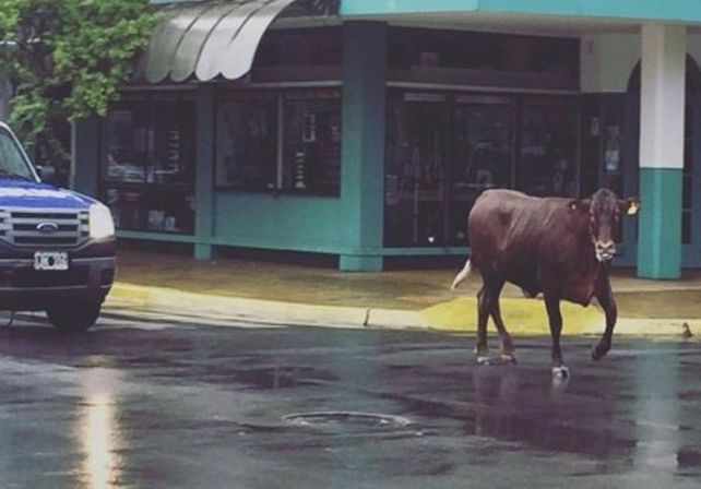 Una vaca embistió e hirió a una mujer en pleno centro de Junín