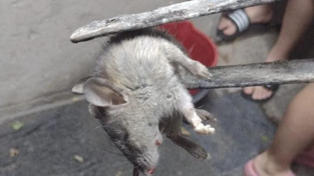 Advierten sobre proliferación de ratas en un galpón de Empalme Graneros