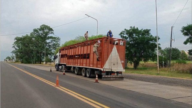 Camión llevaba más de 100 cabezas sin documentación legal Camión llevaba más de 100 cabezas sin documentación legal