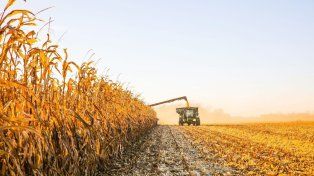 El gobierno volvió a subir las retenciones a la soja, maíz, girasol y sorgo