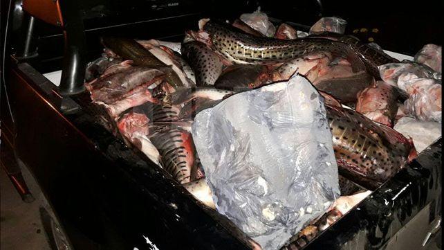 Secuestraron y desnaturalizaron 700 kilos de pescado no apto para consumo humano