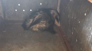 En el barrio donde estaba el ciervo apareció una zarigueya