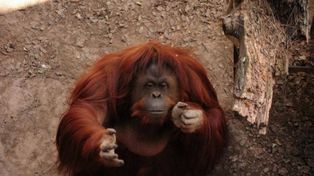 La Justicia concedió hábeas corpus a una orangutana encerrada en un zoológico