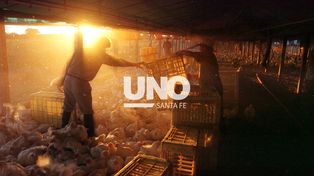 Competimos contra jugadores de otro calibre. La alerta de los productores avícolas por la importación