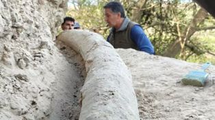 Hallan en San Pedro el colmillo más largo de un mastodonte de 500 mil años: cuánto mide