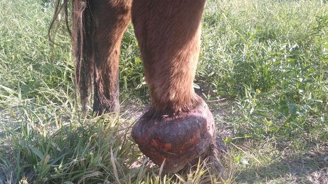 Rescataron una yegua que ya no podía caminar por una infección en una pata
