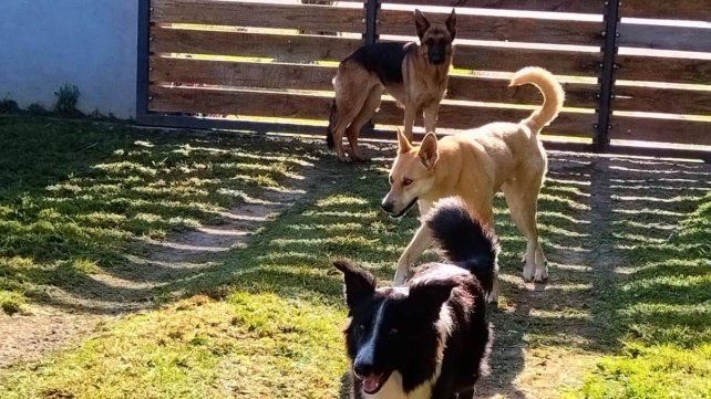 Mascotas consentidas: un mercado que no para de crecer
