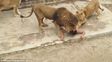 El sábado un hombre saltó a la jaula de los leones en el zoológico de Santiago de Chile.