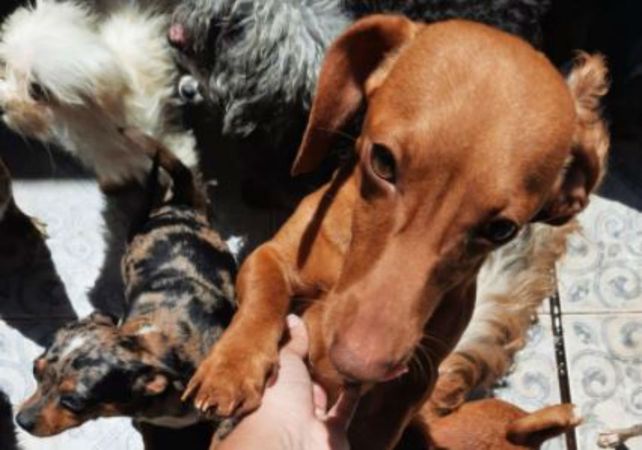 rLos perros fueron rescatados de una casa ubicada en la zona sur.