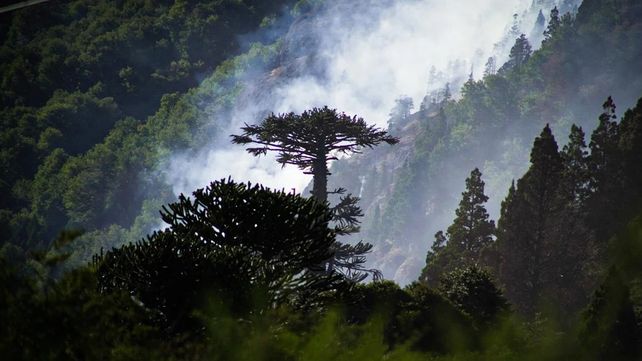 Incendios: más de 280.000 hectáreas en Corrientes