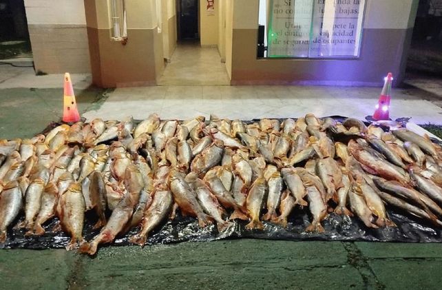 Hasta dónde llega la nueva prohibición de exportar pescado en Santa Fe: las claves de la medida