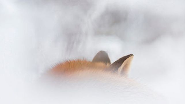 Imágenes ganadoras del premio Fotógrafo de Vida Silvestre 2018