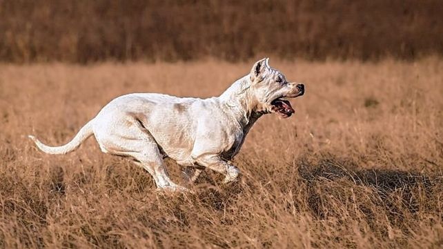 La nena fue atacada por un dogo cuando jugaba con sus familiares en Concordia.
