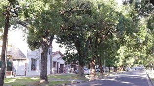 Ensanche de bulevar Racedo, en Paraná, generó conflicto por la tala de árboles&nbsp;