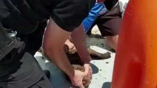 Rescataron una perra shar pei que se ahogaba en la laguna Setúbal