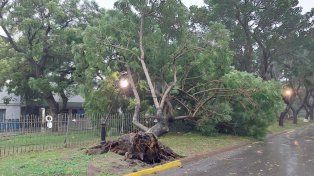 El árbol caído en calle Vélez Sársfield a metros de bulevar tras el temporal&nbsp;