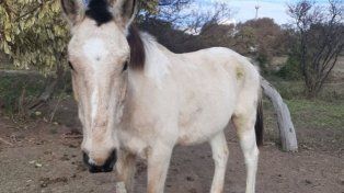 La Municipalidad de Victoria, mediante decreto, resolvió que o se devuelva un caballo a un dueño maltratador. Se basa en una resolución del Juzgado de Faltas&nbsp;