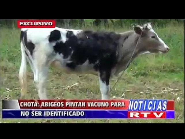 Perú: una mujer robó una vaca y la pintó para que no la identifiquen