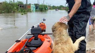 Integrantes de Planeta Vivo salva a los animales varados en las casas tras las inundaciones por las intensas lluvias en la zona de Zárate - Campana
