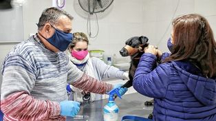 Sigue la campaña de castración móvil y gratuita de animales