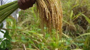 La producción de arroz caería un 30% en Entre Ríos durante 2026/27