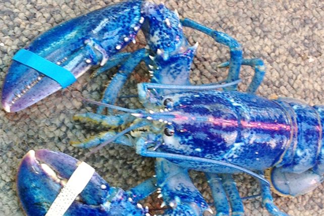 Descubren una extraña langosta azul en Canadá